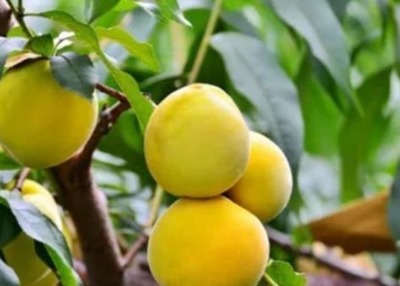 提升小而酸桃子種植效益 品質(zhì)保障與市場(chǎng)銷(xiāo)量的關(guān)鍵策略