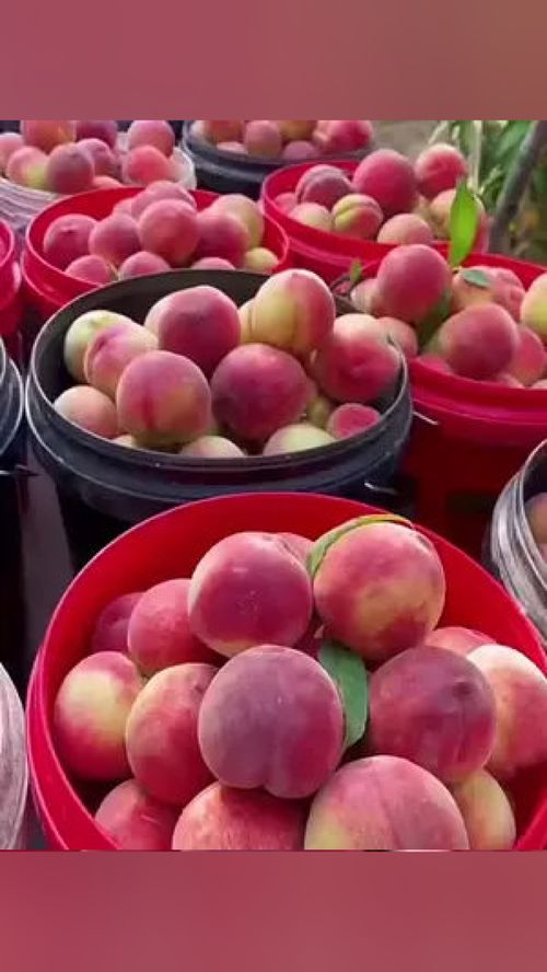 無脊椎動物？當心這水果里的“不速之客”！——談優質應季水果的選購與處理